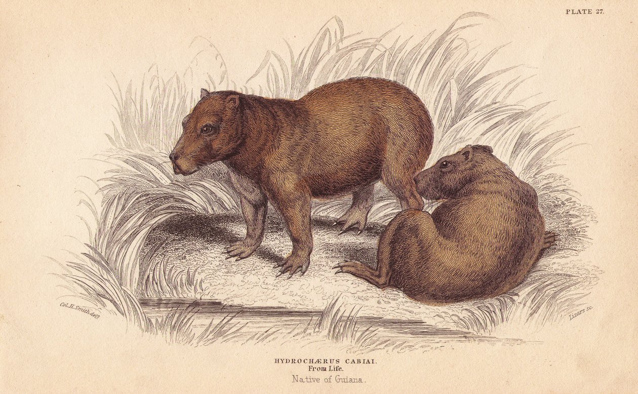 Kapybara, Hydrochoerus hydrochaeris (Hydrochaerus cabiai). Handkolorerat stålstick av Lizars efter en illustration av Charles Hamilton Smith från William Jardine