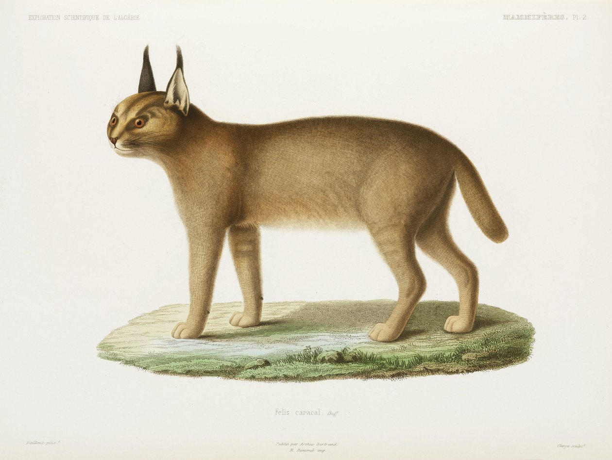 Caracal, Algeriet av Unbekannt