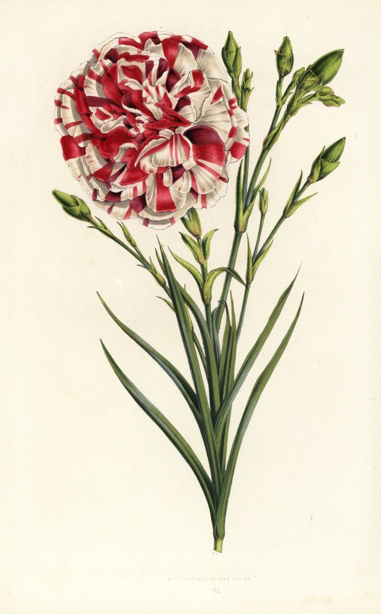 Nejlikhybrid, Louis Napoleon, Dianthus caryophyllus. Handkolorerad litografi från Louis van Houtte och Charles Lemaires Flowers of the Gardens and Hothouses of Europe, Flore des Serres et des Jardins de l