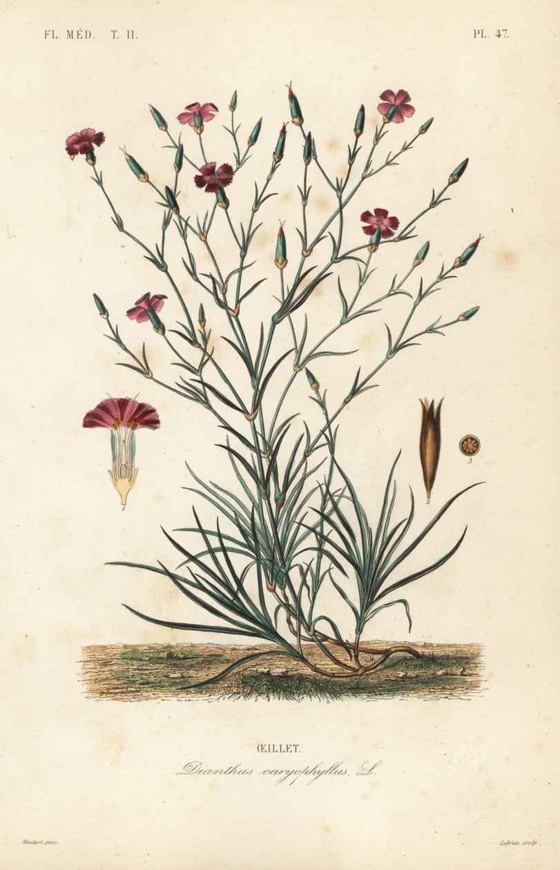 Nejlika eller nejlika rosa, Dianthus caryophyllus, Oeillet av Unbekannt