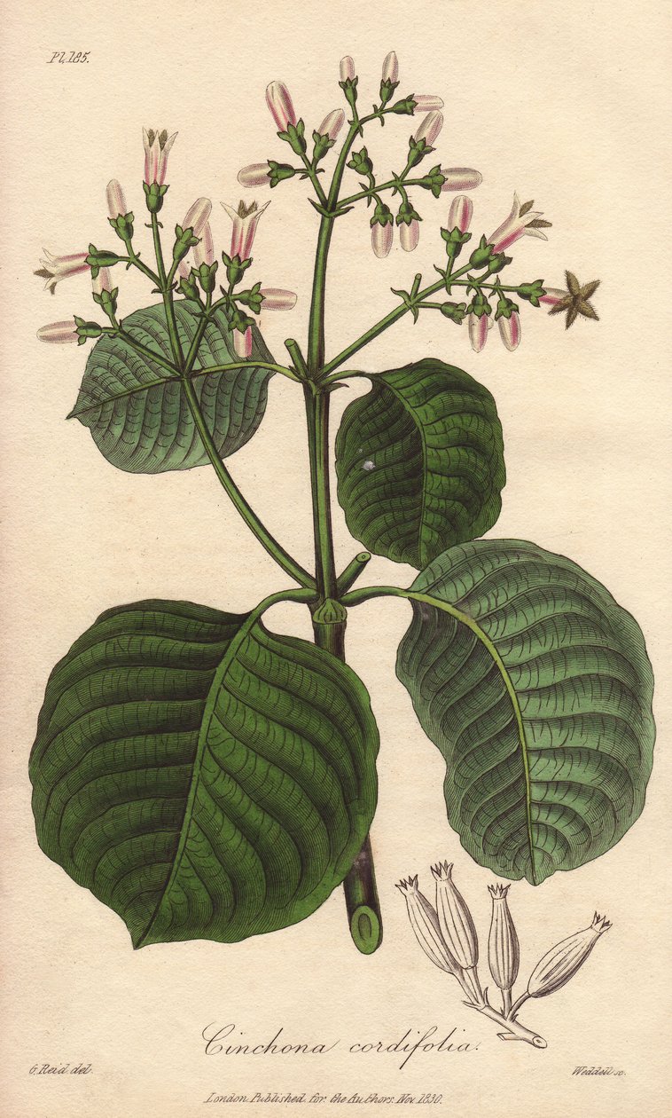 Cartagena-bark, Cinchona cordifolia av Unbekannter Künstler