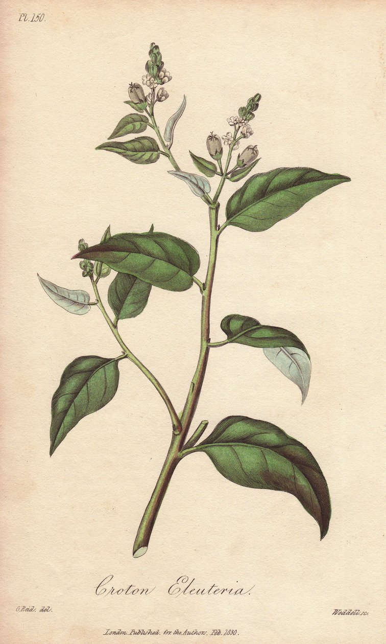 Cascarilla (Croton eleuteria) - Starkt vatten av William Clarke för att illustrera "Medical Botanical, Description of the Medicinal Plants of London, Edinburgh and Dublin" av John Stephenson och James Morss Churchill, publicerad i London av John Churchill  av Unbekannter Künstler