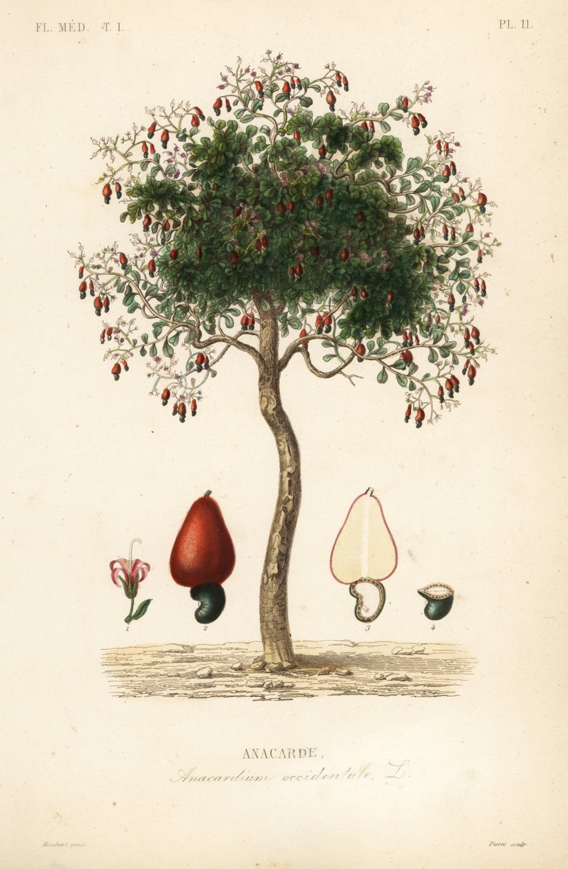 Cashewträd eller cashewnötsträd, Anacardium occidentale, Anacarde av Unbekannt