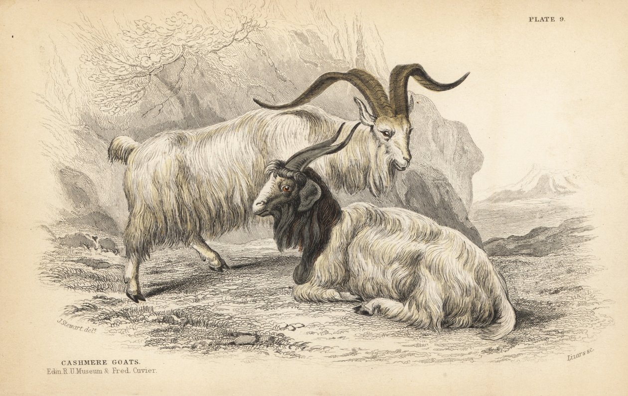 Kashmirget, Capra hircus lanigera. Edinburgh Royal University Museum och Frederick Cuvier. Handkolorerat stålstick av Lizars efter en illustration av James Stewart från William Jardine