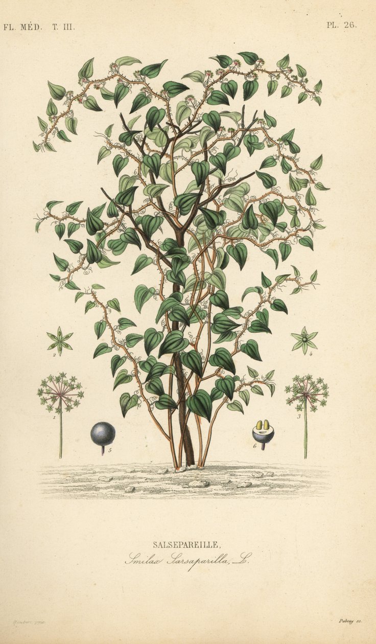 Cat greenbriar eller catbriar, Smilax glauca, Smilax sarsaparilla, Salsepareille, Handkolorerad stålstick av Debray efter en botanisk illustration av Edouard Maubert från Pierre Oscar Reveil, A av Unbekannt
