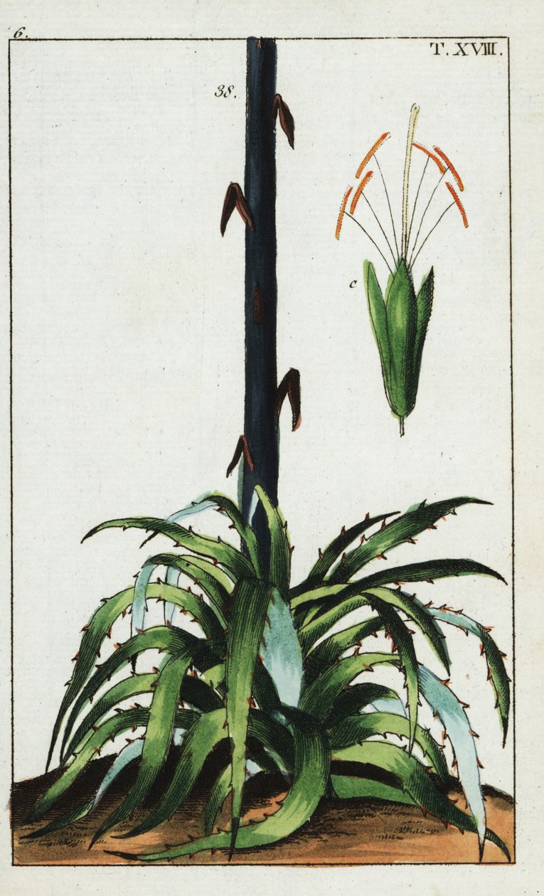 Århundradesväxt, Agave americana. av Unbekannter Künstler