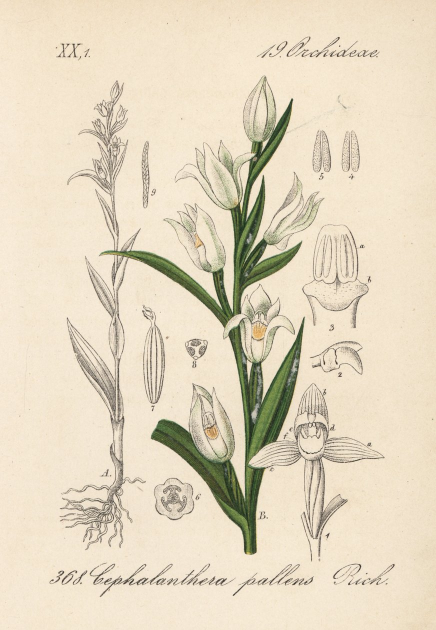 Cephalanthere har epe eller långbladig - Svärdslilja, Cephalanthera longifolia (Cephalanthera pallens). Handkolorerad litografi från Diederich von Schlechtendals tyska flora (Flora von Deutschland), Jena av Unbekannter Künstler
