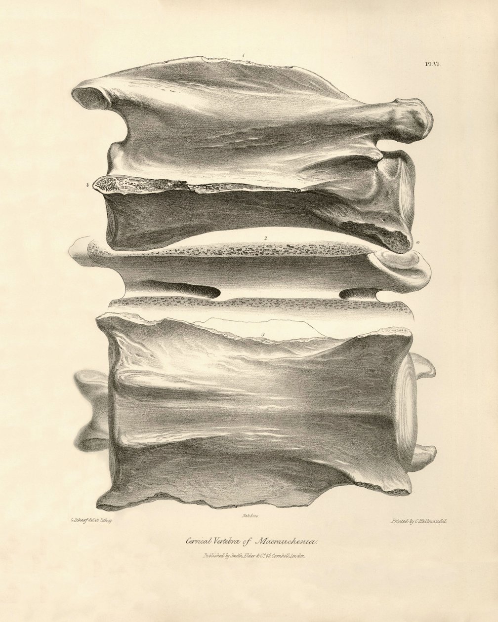 Halskota från Macrauchenia, ett förhistoriskt djur som hittades av Charles Darwin under hans upptäcktsresa ombord på Beagle. The Zoology of the voyage of H.M.S. Beagle under befäl av kapten Fitzroy under åren 1832 till 1836 redigerad och översatt av Unbekannter Künstler