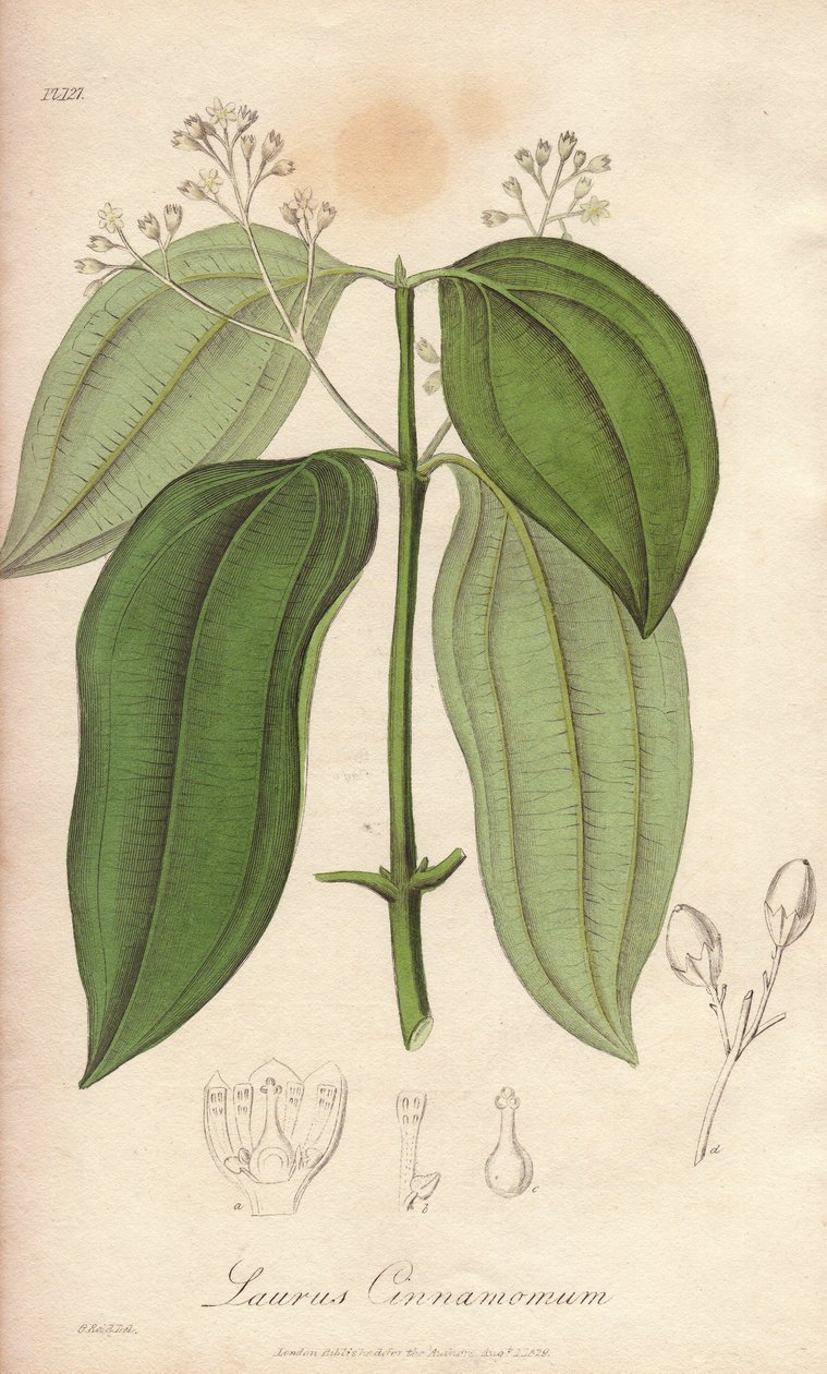 Ceylonflutingmaskin (Cinnamomum verum) - Starkt vatten av William Clarke för att illustrera "Medical Botanical, Description of the Medicinal Plants of London, Edinburgh, and Dublin" av John Stephenson och James Morss Churchill, publicerad i London av John  av Unbekannter Künstler