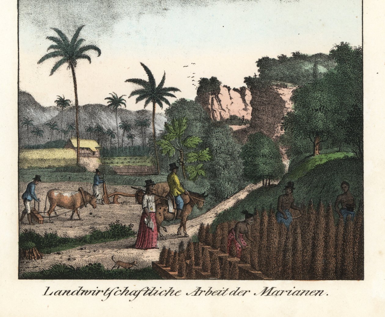 Chamarro-bönder plöjer ett fält och ristar in rader av odlingar i Marianerarkipelagen (USA). Illustration från Voyage Around the World (1824) av Louis de Freycinet (1779-1842). Litografi för boken: "Galerie complete en tableaux fideles des peu av Unbekannter Künstler