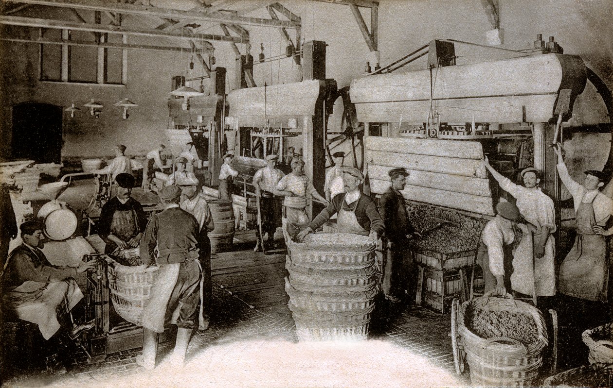 Champagne: pressning av druvor vid skördehuset Saint-Helene, huset Moet & Chandon Epernay, tidigt 1900-tal (s/v foto) av Benjamin Baud