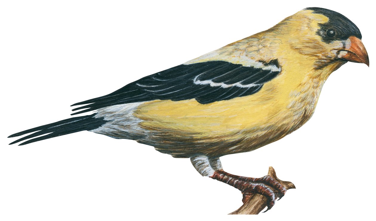 Chardonneret jaune, canari sauvage - guldfink (Carduelis tristis) av Unbekannter Künstler