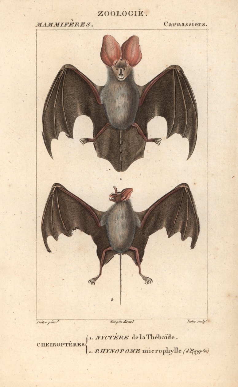 Cheiroptere (chiroptere): nyctere av Thebaide och rhynopome microphyll i Egypten - Eau forte av Jean Gabriel Pretre (1780-1845), graverad av Carnonkel, för dictionary of natural sciences: mammals av Frederic Cuvier, redigerad av Pierre Jean Francois Tu av Unbekannter Künstler