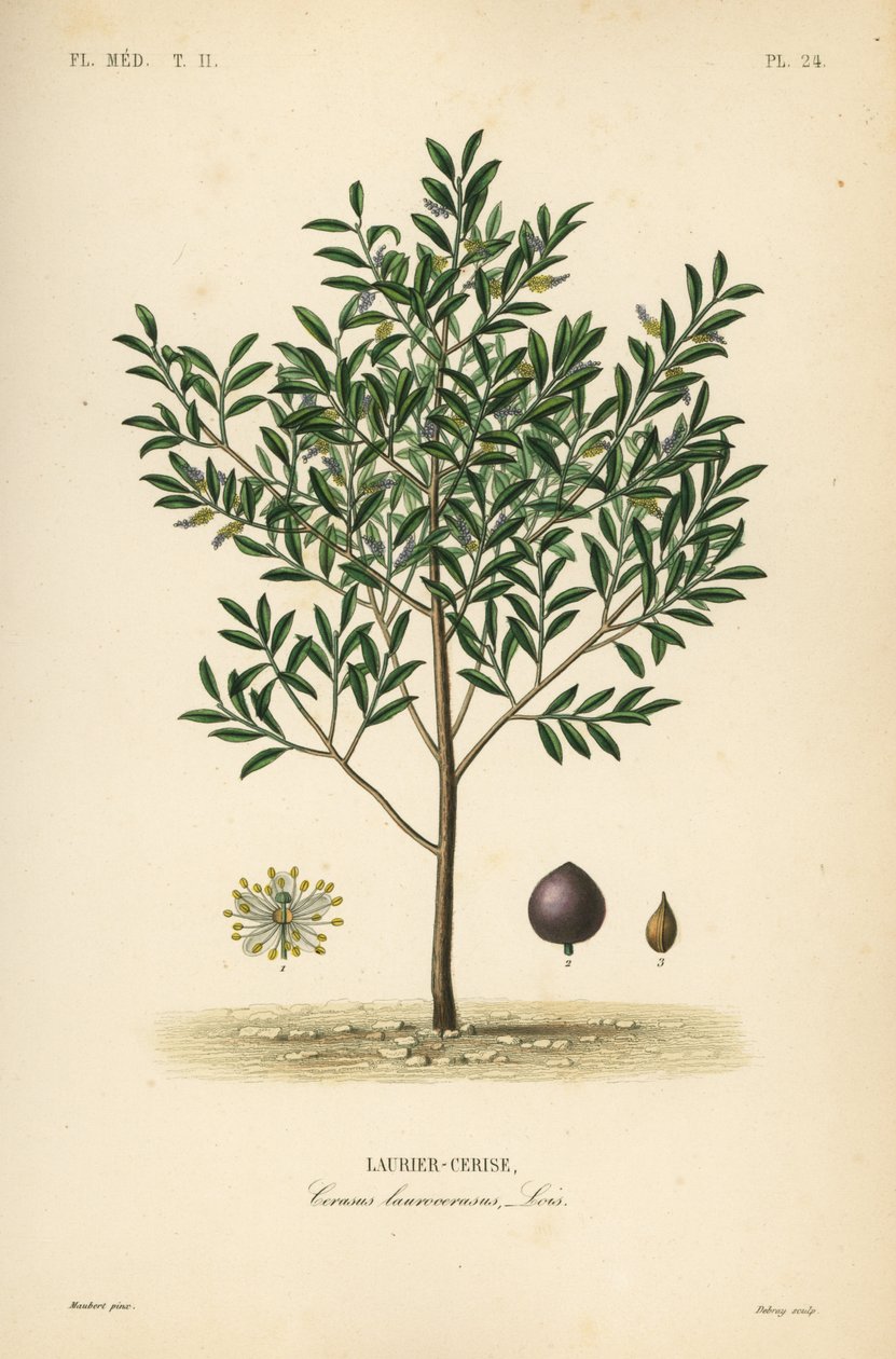 Körsbärslager eller engelsk lagerträd, Prunus laurocerasus, Cerasus laurocerasus, Laurier-cerise av Unbekannt