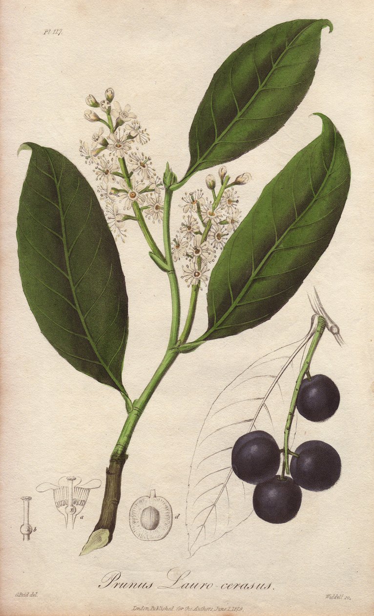 Körsbärslager eller lagermandel eller lagerpame eller trebizondelager (Prunus Lauro-cerasus) - ritad av William Clarke för att illustrera "Medical Botanical, Description of the Medicinal Plants of London, Edinburgh and Dublin" av John Stephenson och James  av Unbekannter Künstler