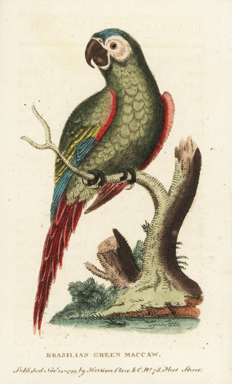 Kastanjefärgad ara, Ara severus. Brasiliansk grön ara. Illustration kopierad från George Edwards. Handkolorerat kopparstick från "The Naturalist