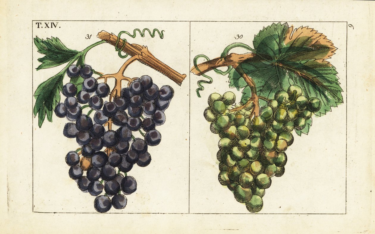 Chiavenna druvor, Pinot noir druvor, Vitis vinifera. av Unbekannter Künstler