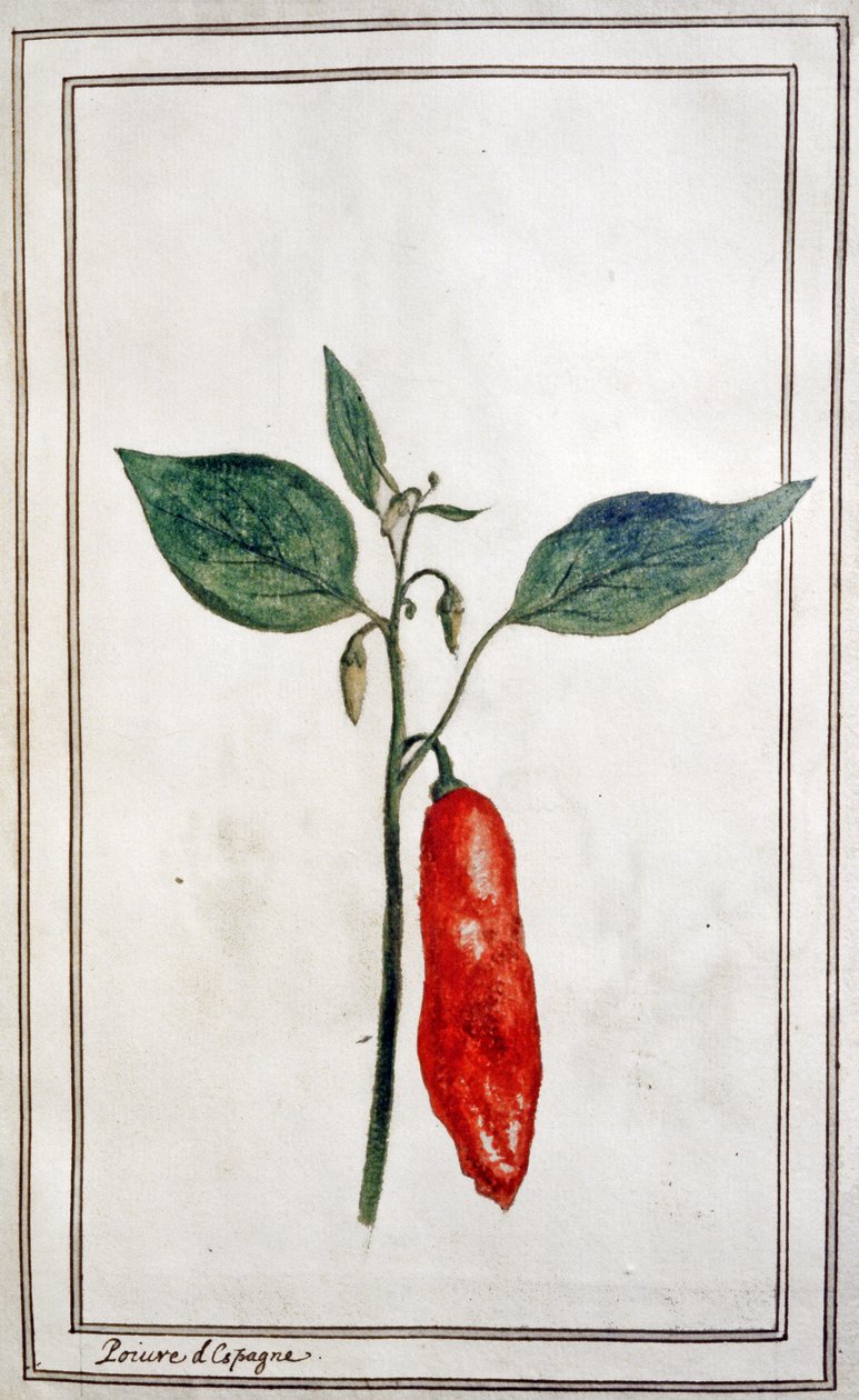 Chilli, spansk peppar, ca 1780-1800 (gravyr) av Unbekannter Künstler