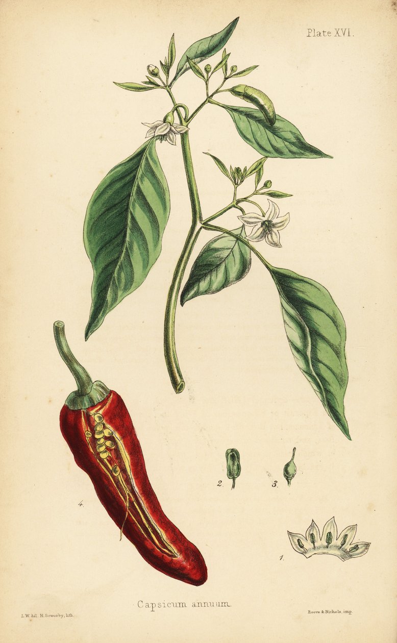 Chilipeppar, Capsicum annuum. Handkolorerad litografi av Henry Sowerby efter en illustration av L.W. från Edward Hamilton