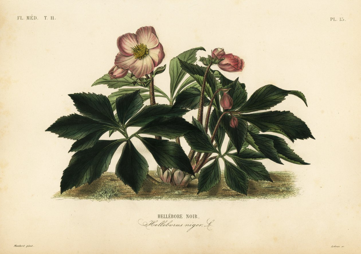 Julros eller svart hellebore, Helleborus niger, Hellebore noir av Unbekannt