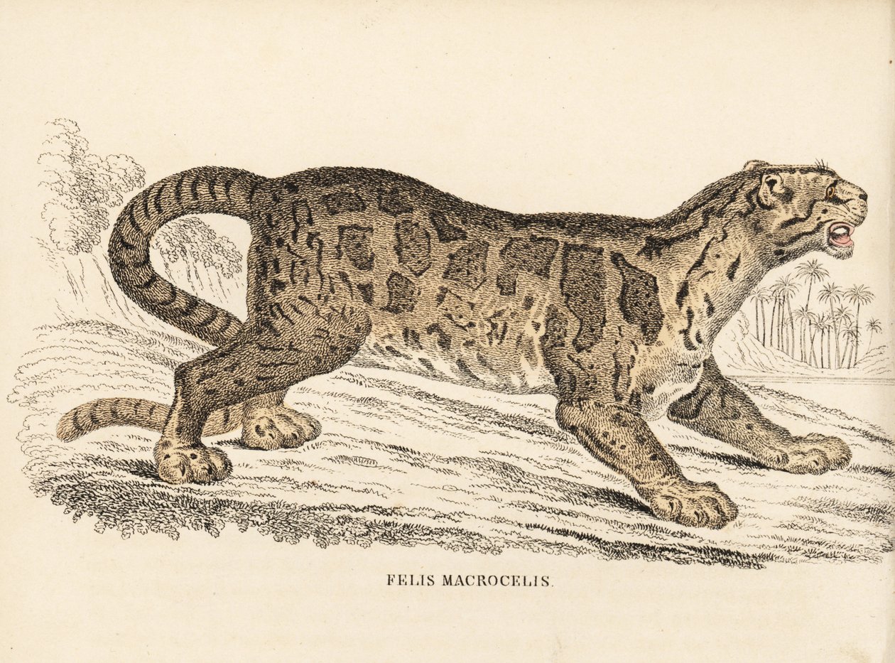 Molnleopard, Neofelis nebulosa (Felis macrocelis). Sårbar. Handkolorerad stålgravyr från Georg Friedrich Treitschkes naturhistoriska galleri, Naturhistorischer Bildersaal des Thierreiches, Liepzig-1842. av Unbekannter Künstler