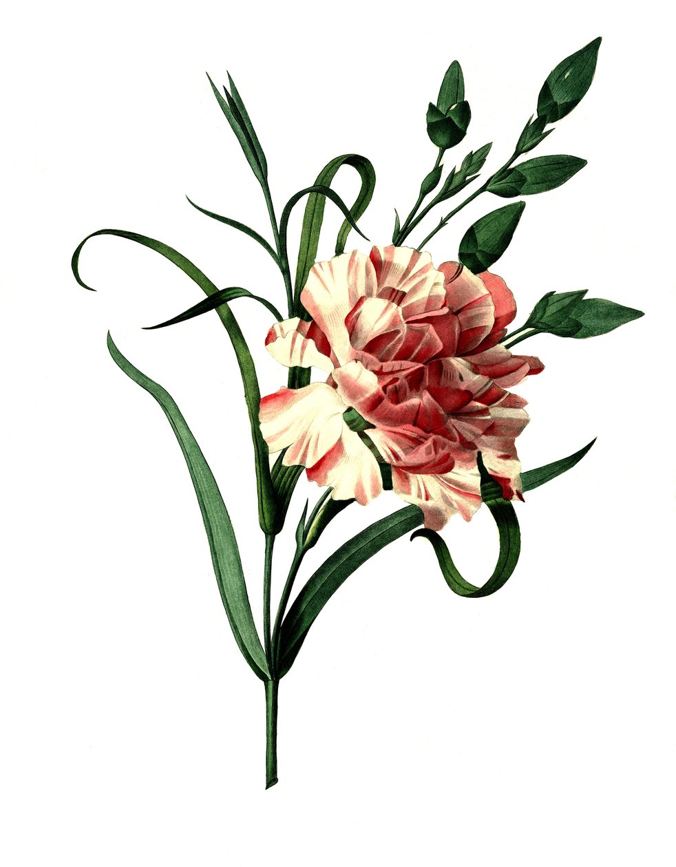 Kryddnejlika (Dianthus caryophyllus) eller ädelnejlika, trädgårdsnejlika av Unbekannter Künstler