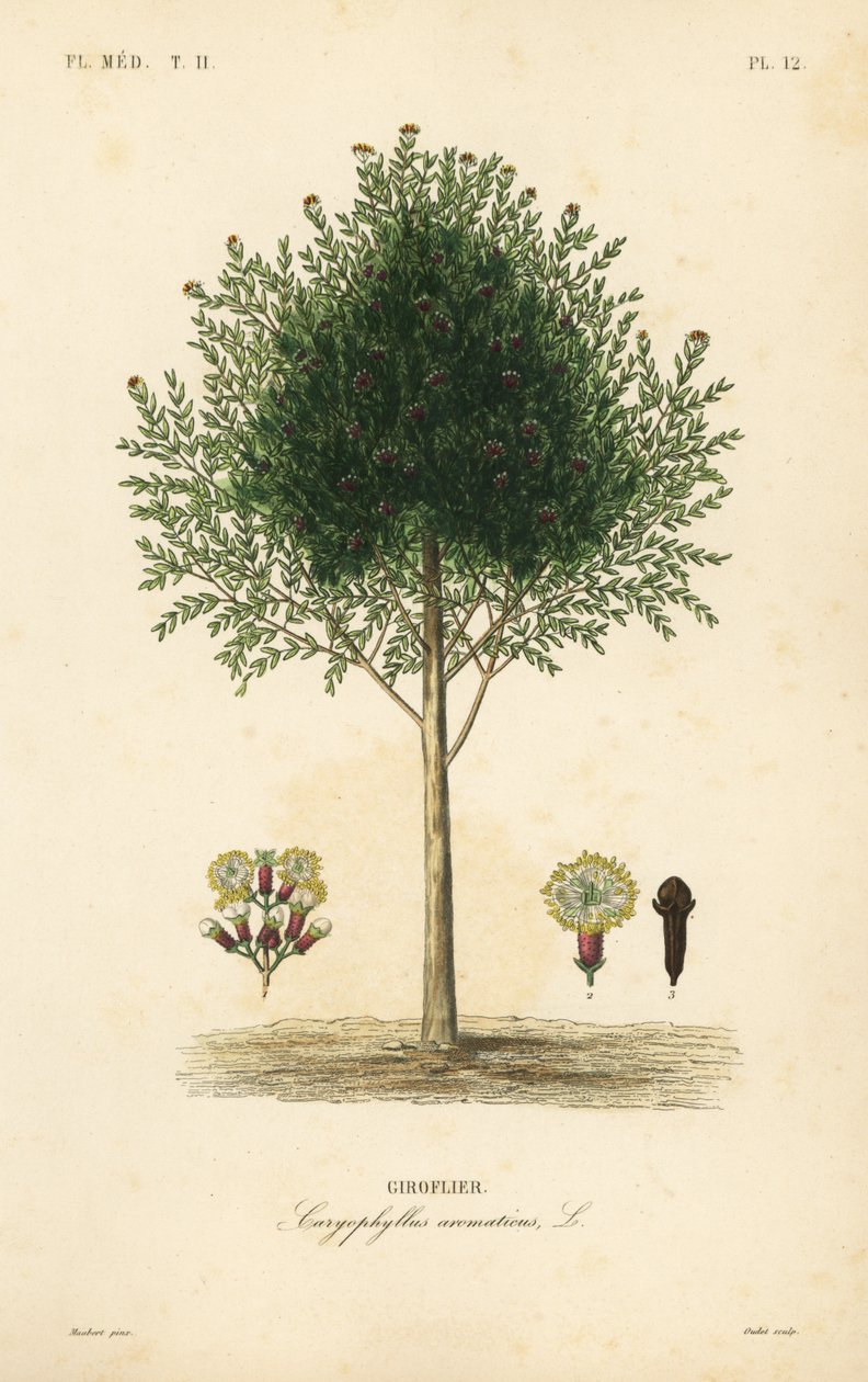 Kryddnejlikaträd, Syzygium aromaticum, Caryophyllus aromaticus, Giroflier av Unbekannt