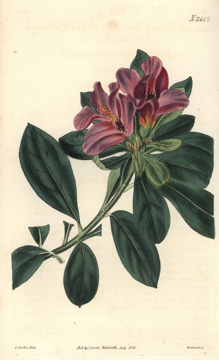 Klase av lila blommor från en indisk azalee. Illustration av C. Curtis, gravyr av Weddell. Eau forte i The Curtis Botanical Magazine, av Samuel Curtis av Unbekannter Künstler