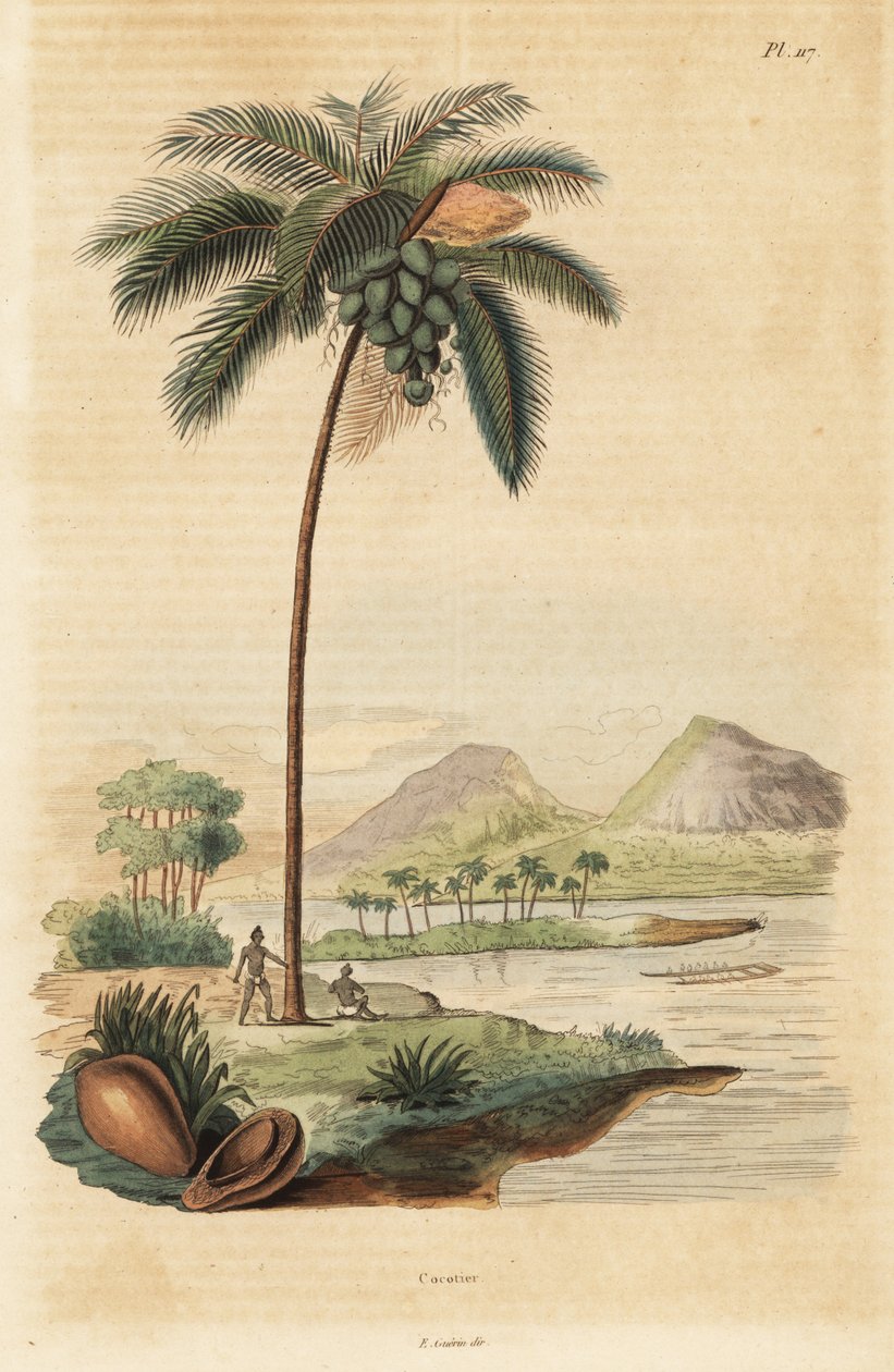 Kokosnötträd, Cocos nucifera av Unbekannt