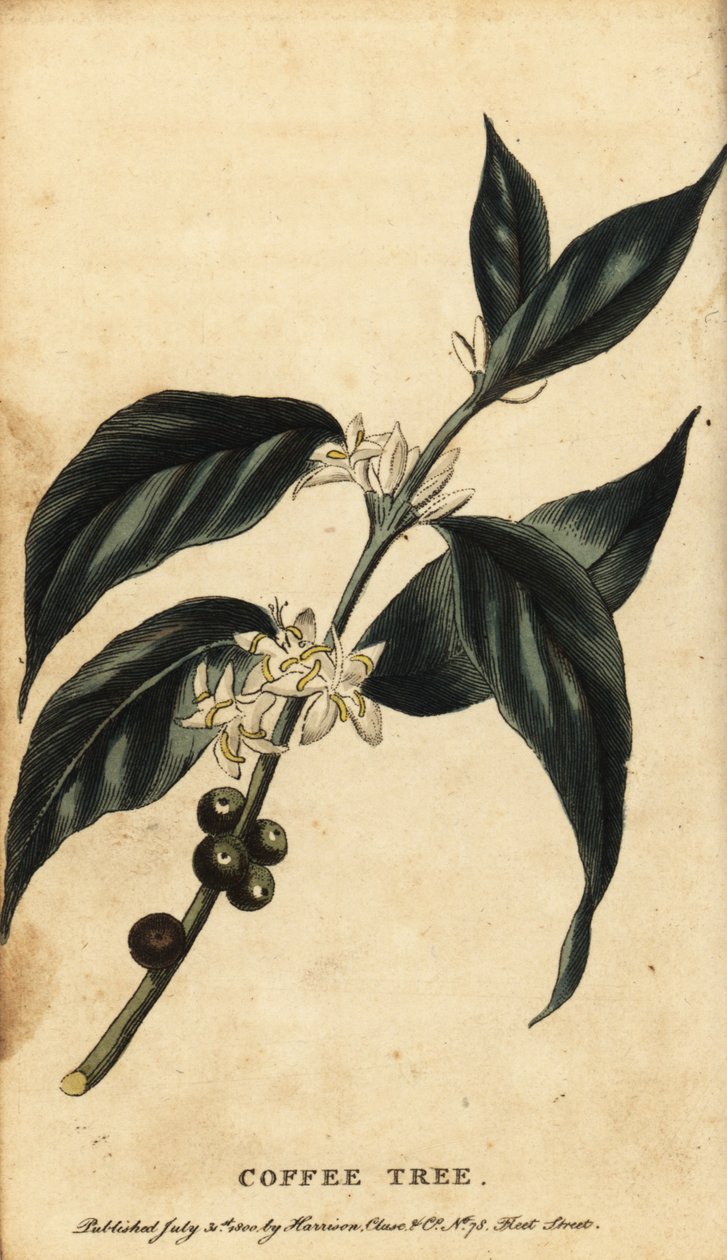 Kaffeträd, Coffea arabica. ,1800 (gravyr) av Unbekannter Künstler