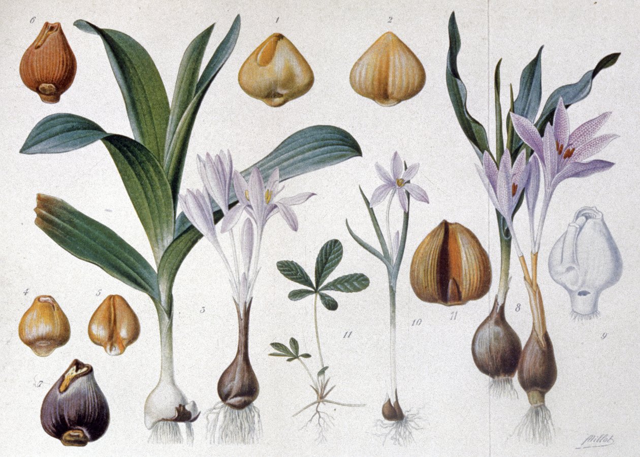 Colchicum, ca 1900 (gravyr) av Unbekannter Künstler