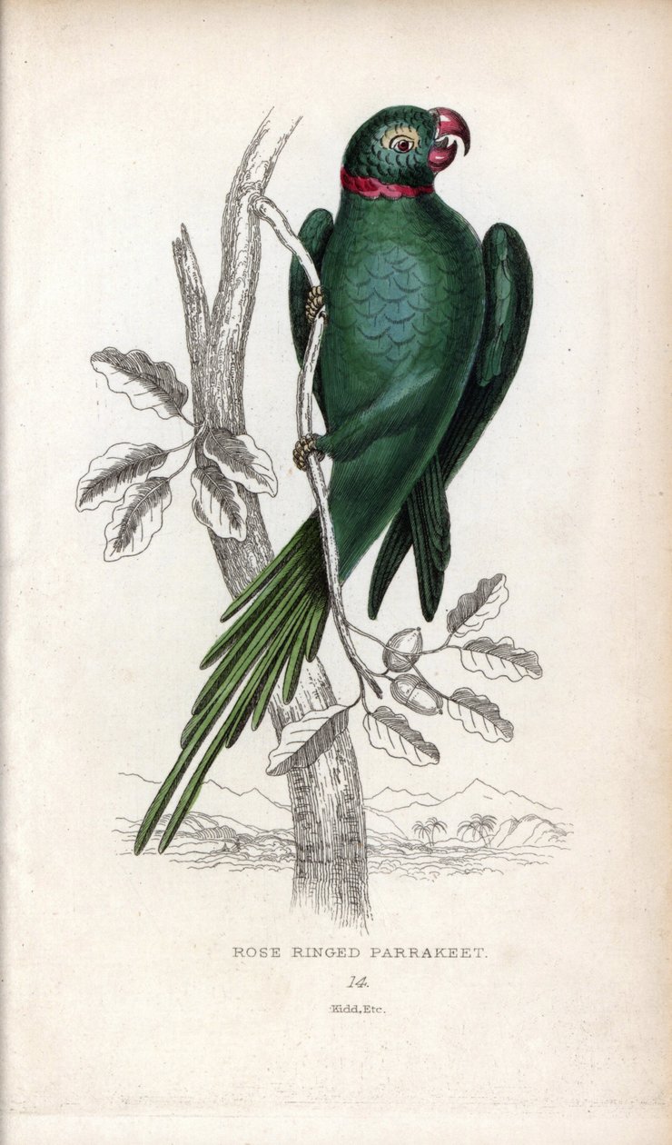 Halsbandsparakit, Psittacula krameri. Psittacus torquatus. Litografi av Joseph Kidd, baserad på en teckning av John Audubon, i Miscellany of Natural History: Parrots, Sir Thomas DiK Lauder and Captain Thomas Brown, utgiven i Edinburgh, Skottland, 1833. av Unbekannter Künstler