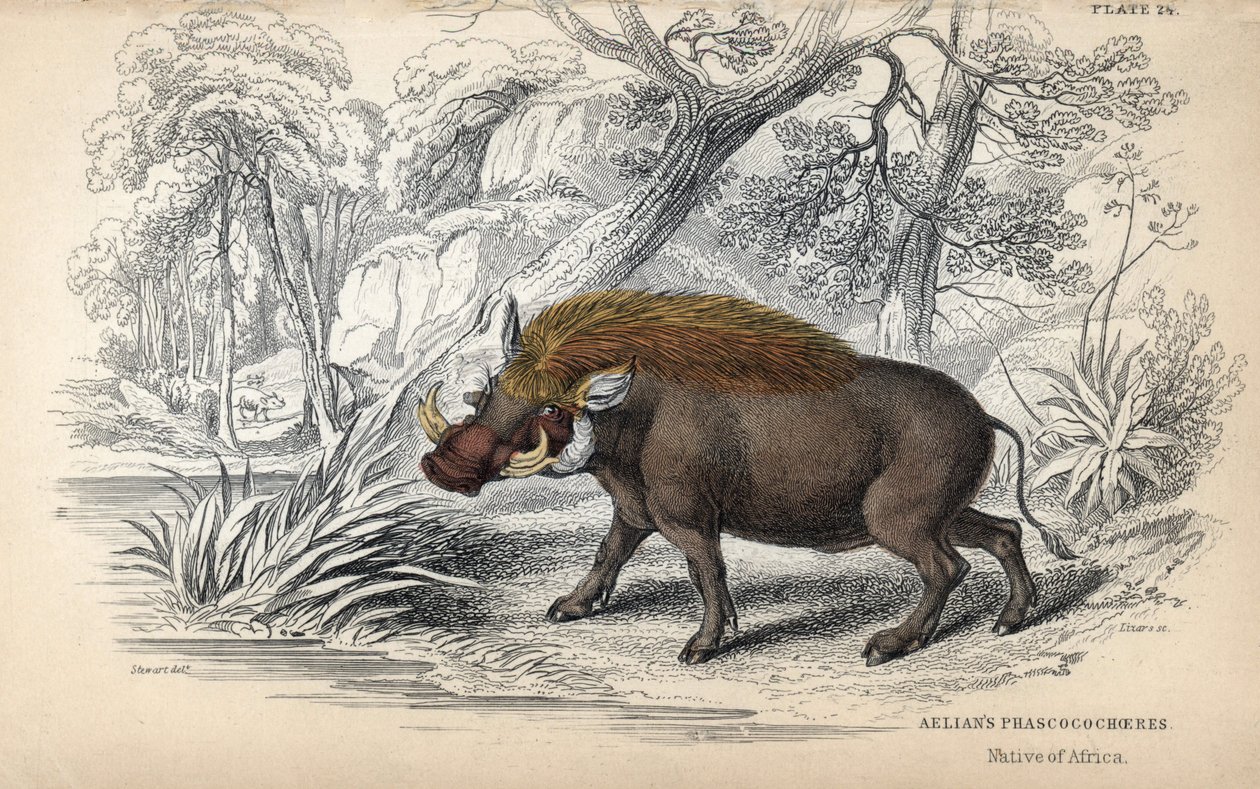 Vanlig afrikansk phacochere (Phaochoerus africanus). Kopparstick av William Lizars efter en teckning av James Stewart, publicerat i Naturalist Library: mammals, pachyderms and quadrupedes with fine skin, redigerat av W. H. Lizars, i Edinburgh, Skottland. av Unbekannter Künstler