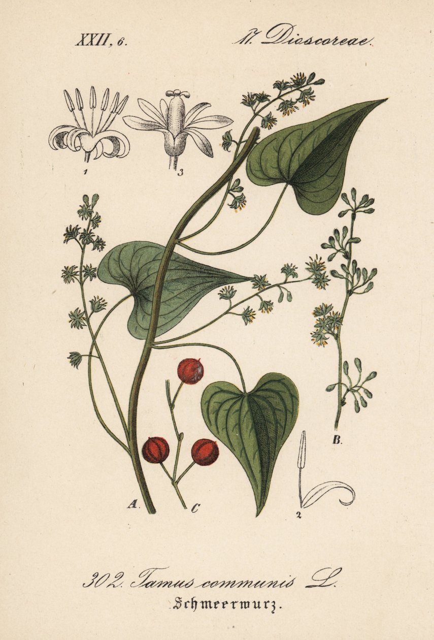 Vanlig förare eller gräs för misshandlade kvinnor - svartbryne, Tamus communis. Handkolorerad litografi från Diederich von Schlechtendals tyska flora (Flora von Deutschland), Jena av Unbekannter Künstler