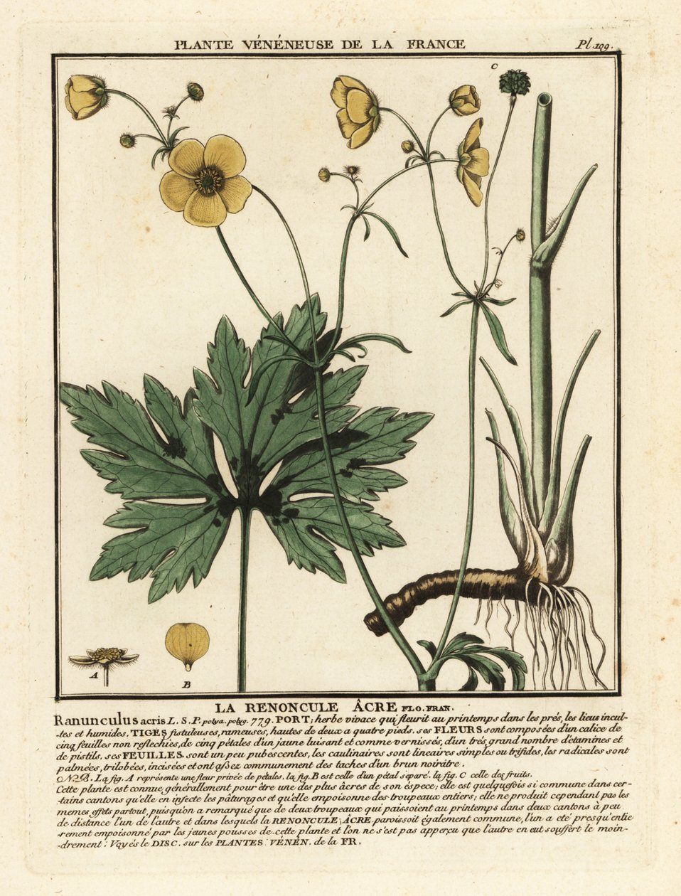 Vanlig smörblomma, Ranunculus acris. av Unbekannter Künstler