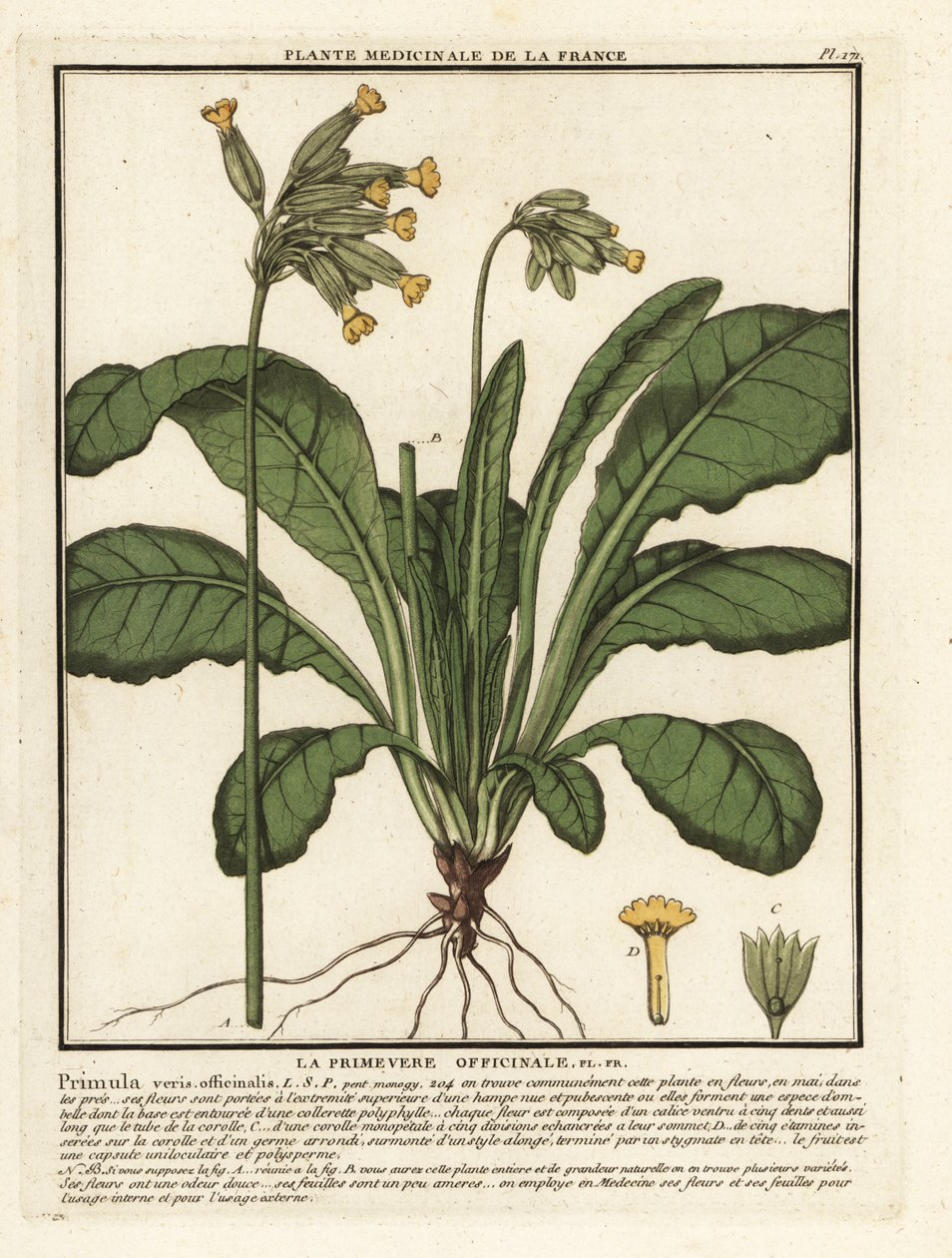Vanlig nötlapp eller nötljus, Primula veris. av Unbekannter Künstler
