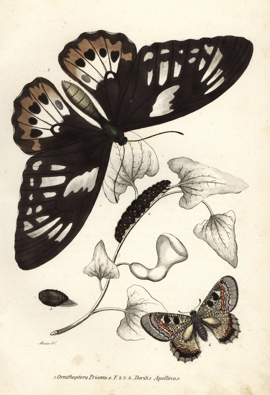 Vanlig grön fågelvinge, Ornithoptera priamus, fjäril, larv och puppa, samt falsk apollo, Archon apollinus (Doritis apollinus). Handkolorerad litografi från Georg Friedrich Treitschkes naturhistoriska galleri, Naturhistorischer Bildersaal des Thi av Unbekannter Künstler