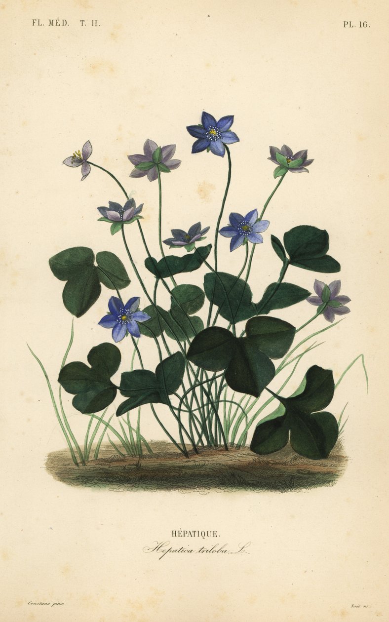 Vanlig hepatika eller levermos, Anemone hepatica, Hepatica triloba, Hepatique av Unbekannt