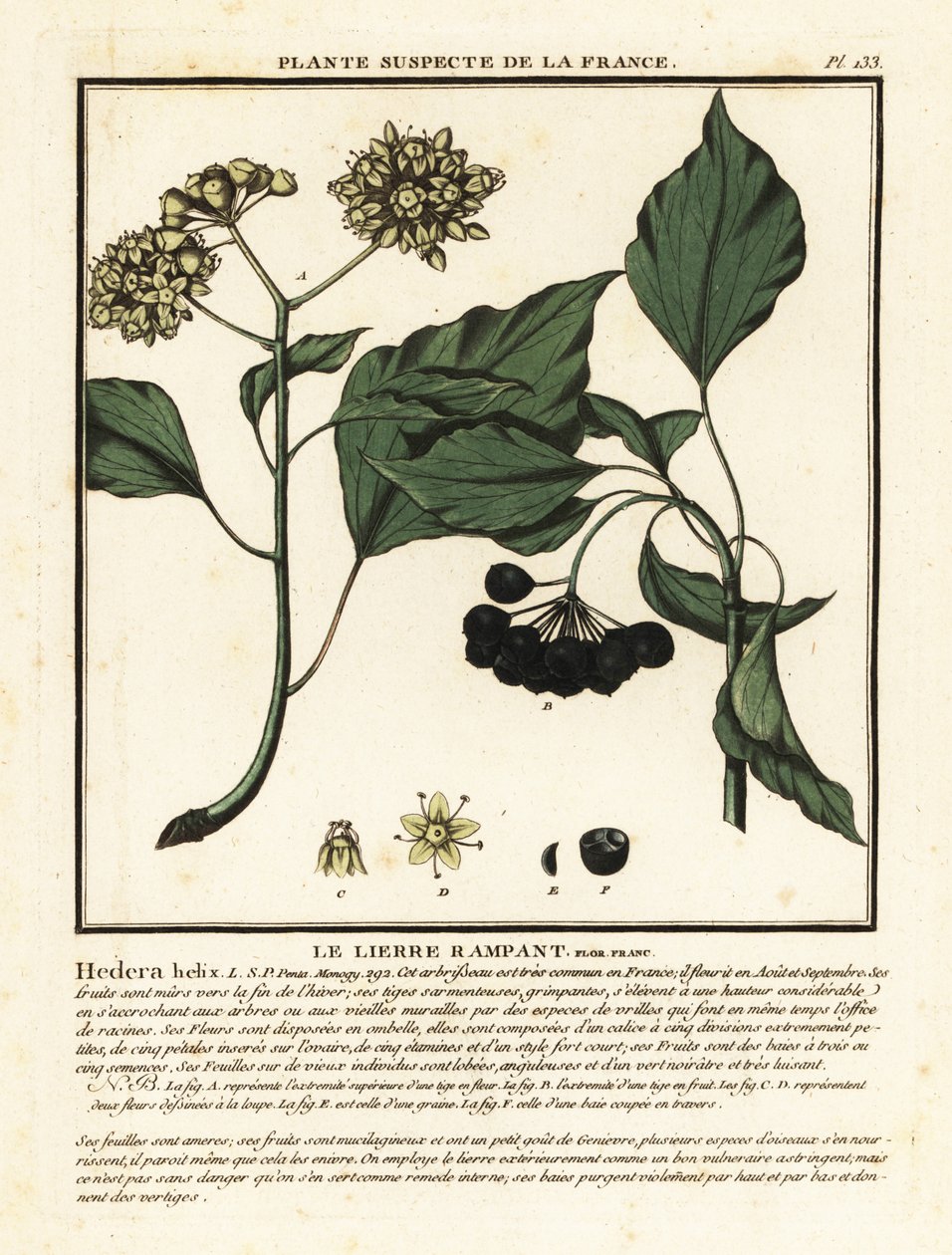 Vanlig murgröna, Hedera helix av Unbekannter Künstler
