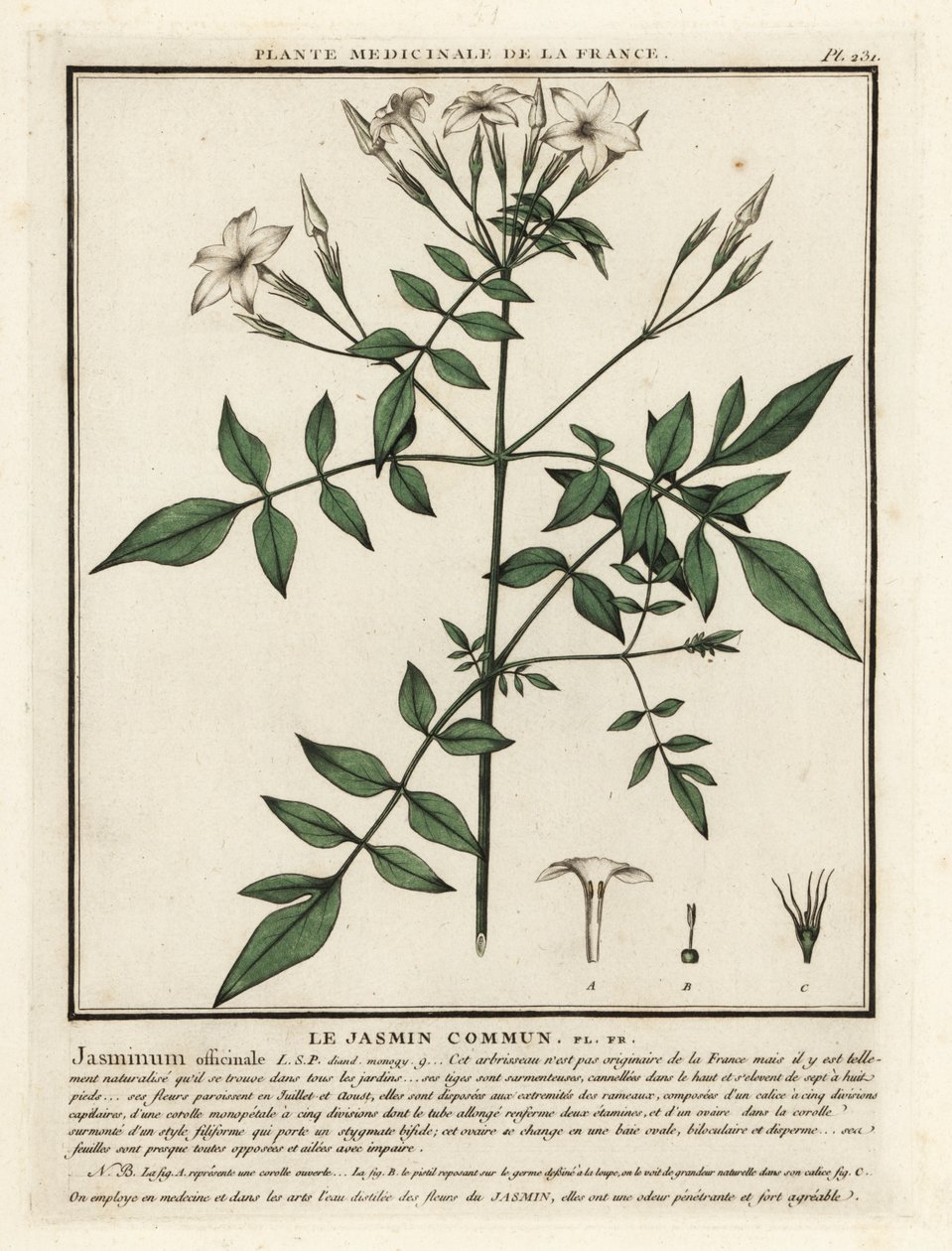 Vanlig jasmin, Jasminum officinale. av Unbekannter Künstler