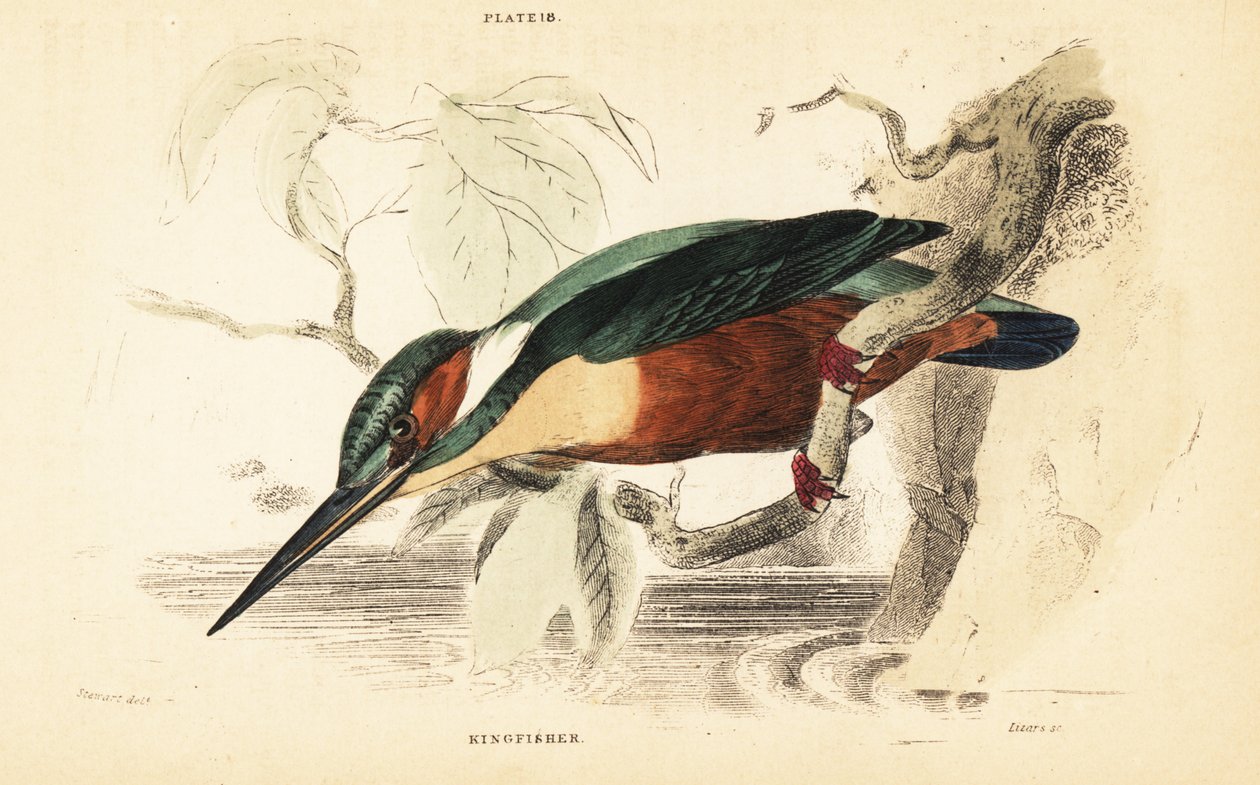 Vanlig kungsfiskare, Alcedo atthis. 1889 (gravyr) av Unbekannter Künstler