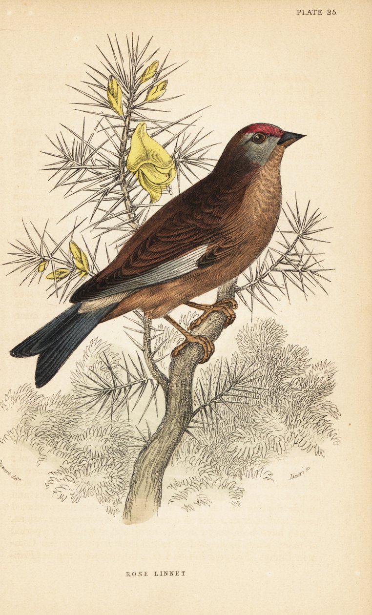 Vanlig linne, Linaria cannabina, uppflugen på en gren.1889 (gravyr) av Unbekannter Künstler