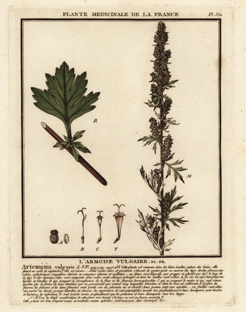 Vanlig byngröt, Artemisia vulgaris. av Unbekannter Künstler