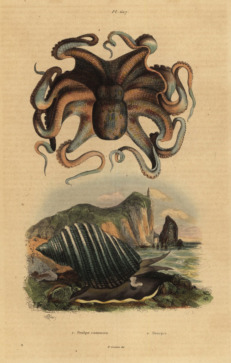 Vanlig bläckfisk, Octopus vulgaris 1 och havssnigel, Dicathais orbita 2 av Unbekannt