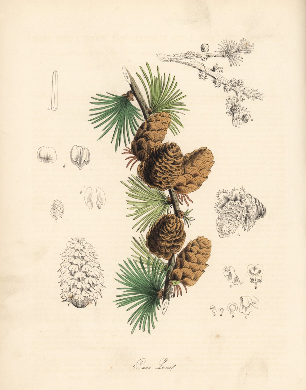 Vanlig eller europeisk meleze - Vitt lärkträd, Larix decidua (Larix europaea), blad, gren och kotte. Handkolorerad zinkograf av C. Chabot tecknad av Miss M. A. Burnett från hennes "Plantae Utiliores: or Illustrations of Useful Plants," Whittaker, London av Unbekannter Künstler