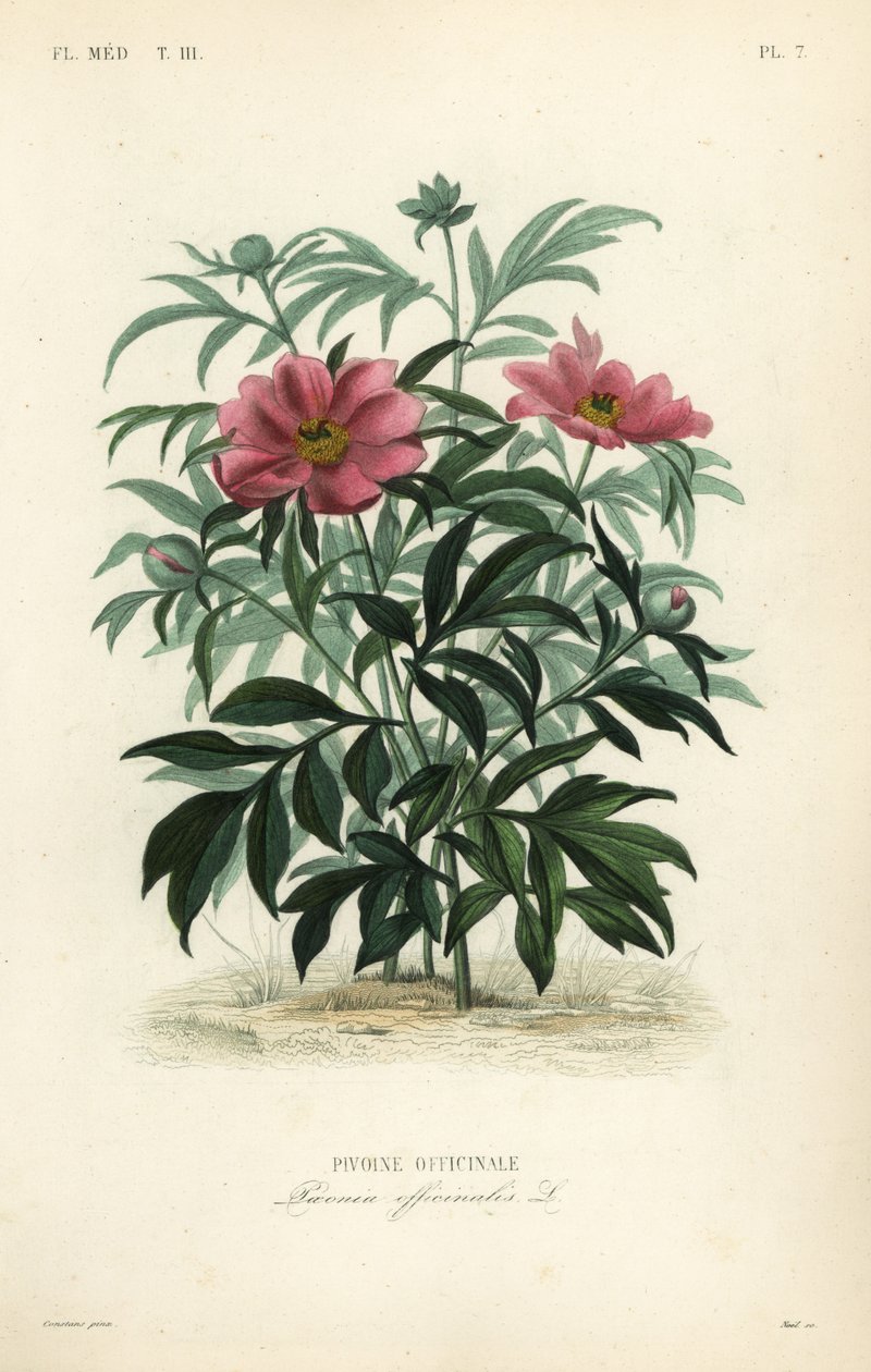 Vanlig pion eller trädgårdspion, Paeonia officinalis, Pivoine officinale av Unbekannt