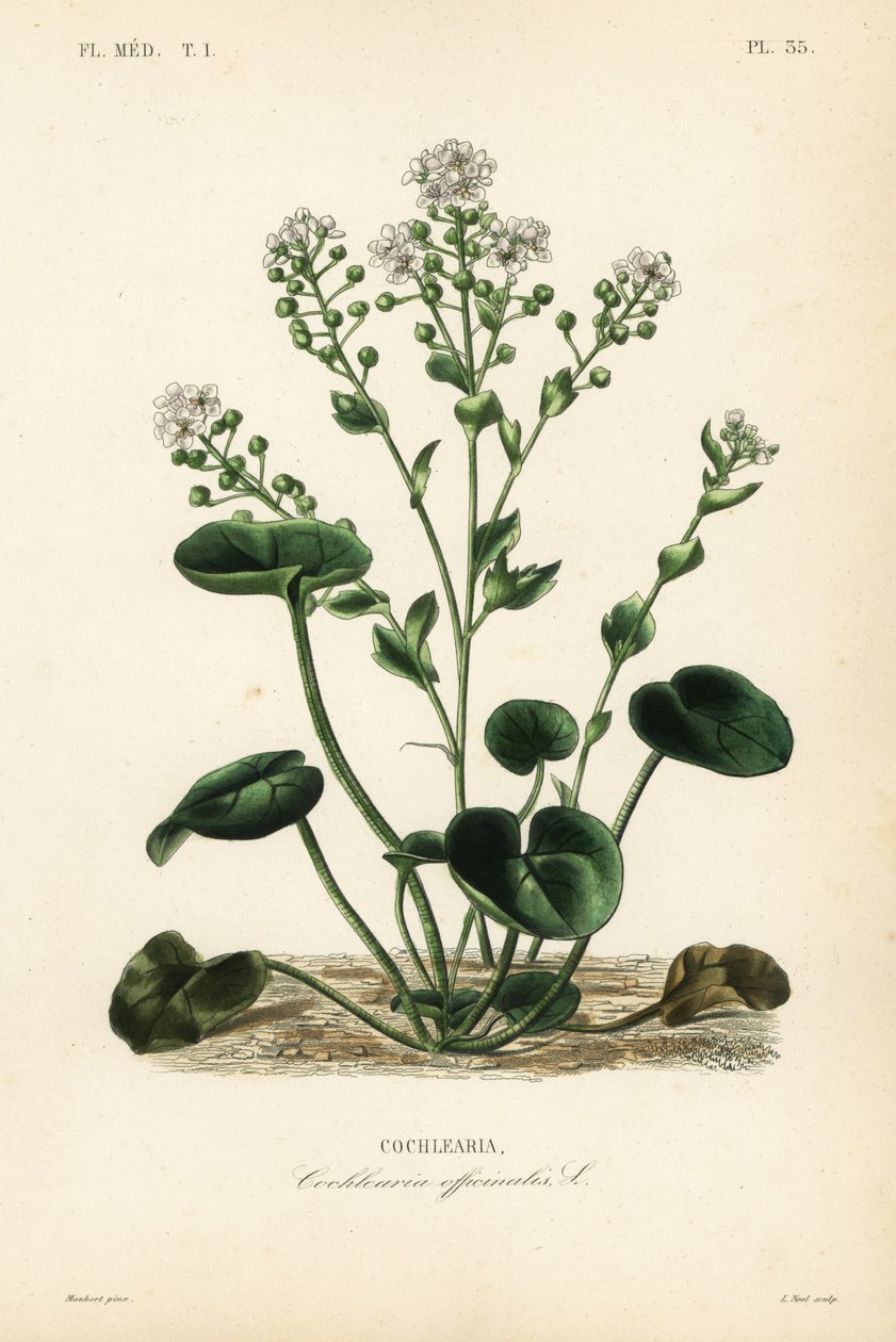 Vanlig skörbjugg eller skedört, Cochlearia officinalis, Cochlearia av Unbekannt