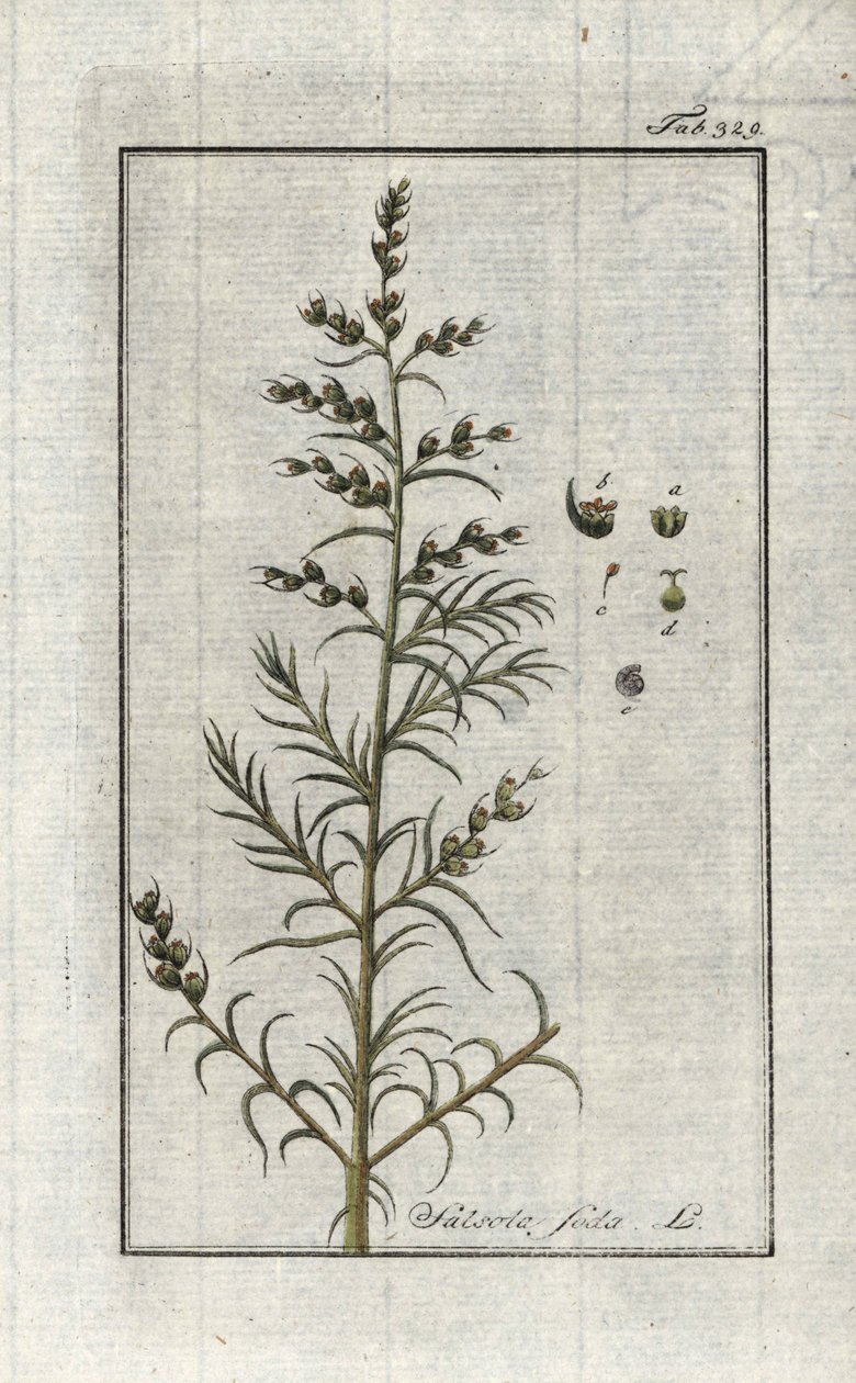 Vanlig soda (Salsola soda). Litografi från "Afbeelding der Artseny-Gewassen" av Johannes Zorn (1739-1799), Nederländerna av Unbekannter Künstler