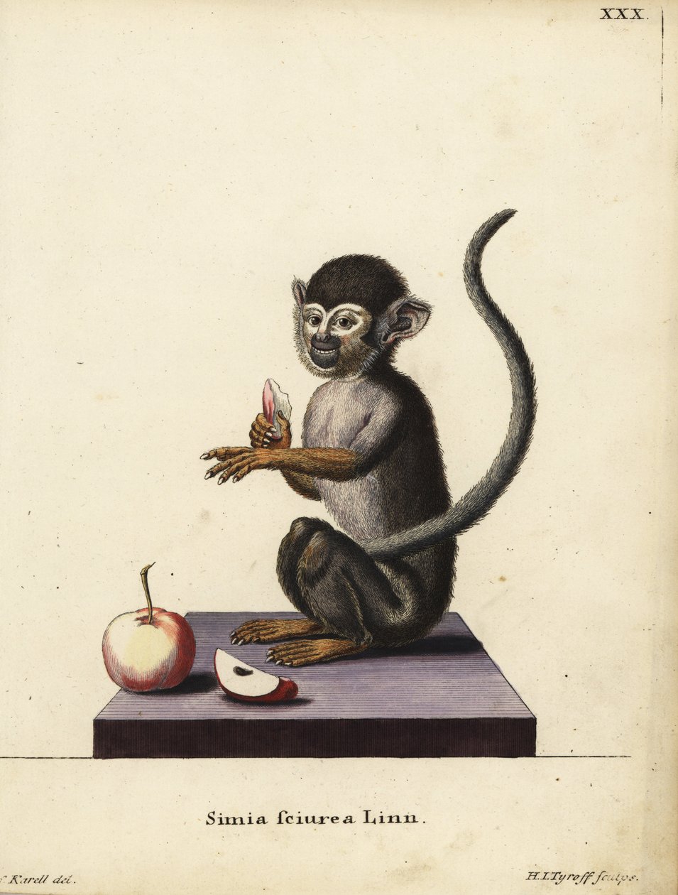 Vanlig ekorrapa, Saimiri sciureus. Simia sciurea Linn. Handkolorerat kopparstick av Hermann Jakob Tyroff efter en illustration av Joseph Karell ur Johann Christian Daniel Schrebers Animal Illustrations after Nature, or Schreber