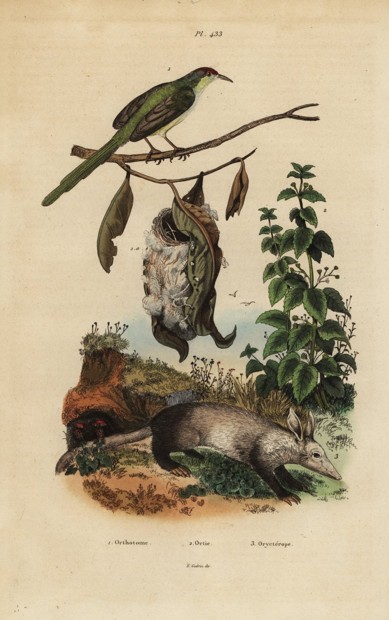 Vanlig skräddarfågel, Orthotomus sutorius med bo, brännässla, Urtica dioica och jordvark, Orycteropus afer av Unbekannt